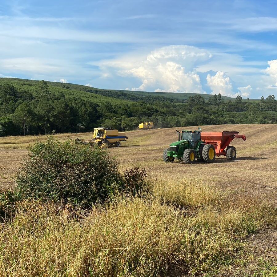 Colheita Consciente: Frutos do Trabalho e Respeito à Terra